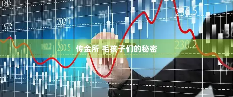 传金所 毛孩子们的秘密